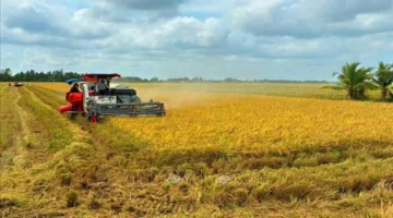 أرز كا ماو المميز يقتحم الأسواق الدولية لتعزيز حضوره العالمي في التجارة الخارجية